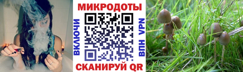 Галлюциногенные грибы мицелий  купить наркотик  Лодейное Поле 